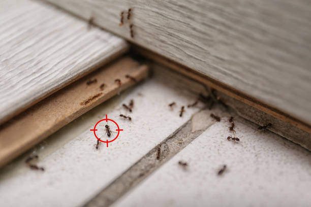Best Insect Control  in Sea Ranch, CA