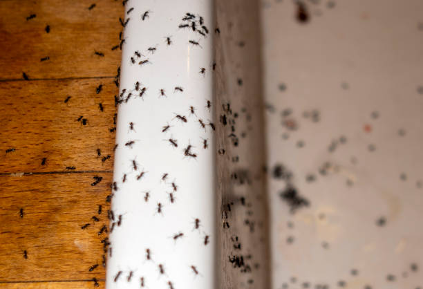 Best Flea Control Services  in Sea Ranch, CA