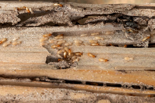 Wasp Removal Services in Sea Ranch, CA